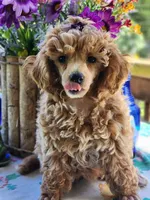 Frosted "Minnie" Sweet, a female Poodle - Toy  for sale in Mountain Grove, MO – Photo 8 of 9