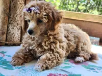 Frosted "Minnie" Sweet, a female Poodle - Toy  for sale in Mountain Grove, MO – Photo 2 of 9