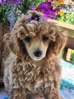 Frosted "Minnie" Sweet, a female Poodle - Toy  for sale in Mountain Grove, MO – Photo 3 of 9