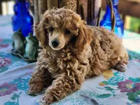 Frosted "Minnie" Sweet, a female Poodle - Toy  for sale in Mountain Grove, MO – Photo 9 of 9