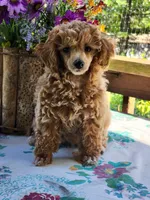 Frosted "Minnie" Sweet, a female Poodle - Toy  for sale in Mountain Grove, MO – Photo 7 of 9