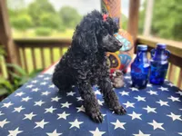 Tonya, a female Aussiedoodle for sale in Mountain Grove, MO – 3 of 4
