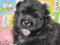 TeddyBear Teddy, a male Miniature Shar-Pei for sale in Mountain Grove, MO – Photo 1 of 5