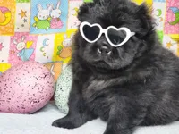 TeddyBear Teddy, a male Miniature Shar-Pei for sale in Mountain Grove, MO – Photo 2 of 5