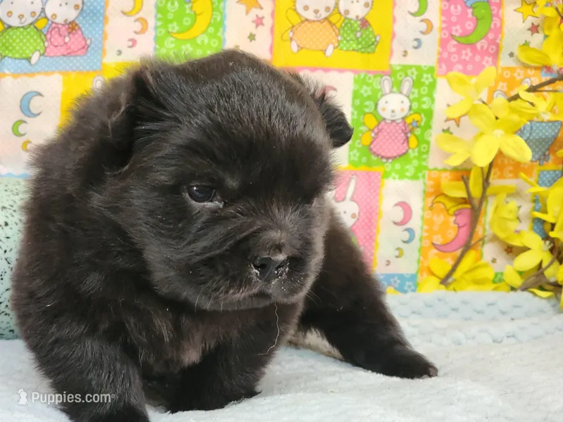 TeddyBear Tara – Miniature Shar-Pei puppy for sale in Mountain Grove, MO