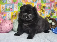 TeddyBear Teddy, a male Miniature Shar-Pei for sale in Mountain Grove, MO – Photo 4 of 5