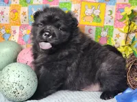 TeddyBear Teddy, a male Miniature Shar-Pei for sale in Mountain Grove, MO – Photo 3 of 5