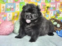 TeddyBear Teddy, a male Miniature Shar-Pei for sale in Mountain Grove, MO – Photo 5 of 5