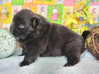 TeddyBear Tara, a female Miniature Shar-Pei for sale in Mountain Grove, MO – Photo 3 of 3