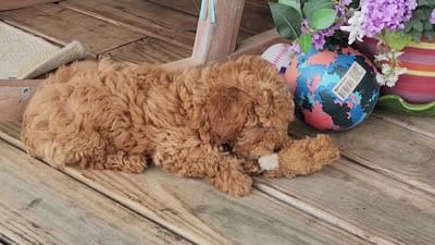 Pixie, a female Poodle - Miniature  for sale in Mountain Grove, MO – 9 of 9