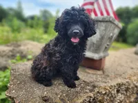 $100 off thru Thursday!, a female Aussiedoodle for sale in Mountain Grove, MO – 7 of 8