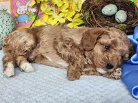 Cowboy, a male Poodle - Toy  for sale in Mountain Grove, MO – Photo 3 of 5