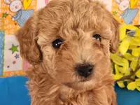 Dallas, a male Poodle - Toy  for sale in Mountain Grove, MO – Photo 1 of 6