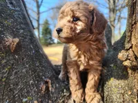 Dallas, a male Poodle - Toy  for sale in Mountain Grove, MO – Photo 3 of 6