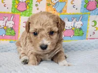 Socks, a male Poodle - Toy  for sale in Mountain Grove, MO – Photo 1 of 4