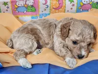 Socks, a male Poodle - Toy  for sale in Mountain Grove, MO – Photo 4 of 4
