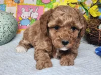 Cowboy, a male Poodle - Toy  for sale in Mountain Grove, MO – Photo 1 of 5