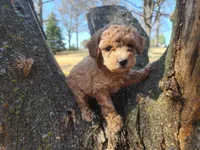 Dallas, a male Poodle - Toy  for sale in Mountain Grove, MO – Photo 6 of 6