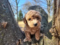Dallas, a male Poodle - Toy  for sale in Mountain Grove, MO – Photo 4 of 6