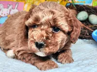 Cowboy, a male Poodle - Toy  for sale in Mountain Grove, MO – Photo 5 of 5
