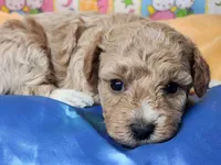 Socks, a male Poodle - Toy  for sale in Mountain Grove, MO – Photo 3 of 4