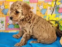 Dallas, a male Poodle - Toy  for sale in Mountain Grove, MO – Photo 5 of 6