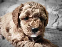 Cowboy, a male Poodle - Toy  for sale in Mountain Grove, MO – Photo 2 of 5
