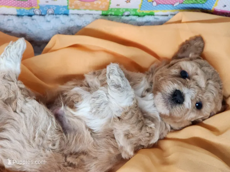 Socks – Poodle - Toy  puppy for sale in Mountain Grove, MO