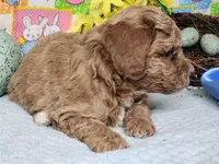Cowboy, a male Poodle - Toy  for sale in Mountain Grove, MO – Photo 4 of 5