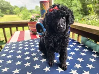 Tonya, a female Aussiedoodle for sale in Mountain Grove, MO – 2 of 4