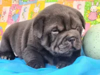 Wrinkles, a male Miniature Shar-Pei for sale in Mountain Grove, MO – Photo 2 of 8