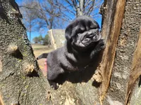 Wrinkles, a male Miniature Shar-Pei for sale in Mountain Grove, MO – Photo 7 of 8