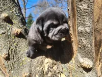 Wrinkles, a male Miniature Shar-Pei for sale in Mountain Grove, MO – Photo 6 of 8