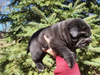 Wrinkles, a male Miniature Shar-Pei for sale in Mountain Grove, MO – Photo 4 of 8