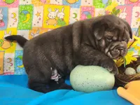 Wrinkles, a male Miniature Shar-Pei for sale in Mountain Grove, MO – Photo 5 of 8