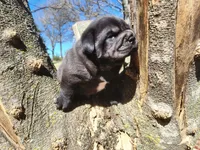 Wrinkles, a male Miniature Shar-Pei for sale in Mountain Grove, MO – Photo 8 of 8