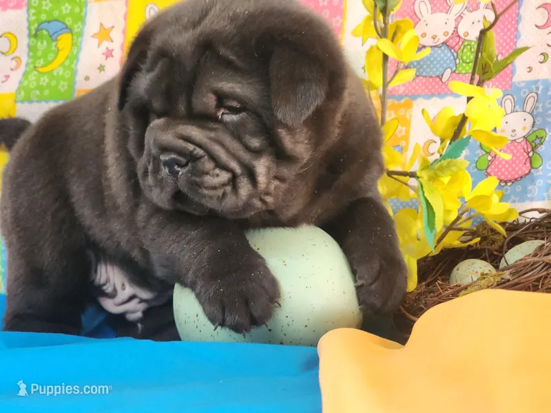 Wrinkles – Miniature Shar-Pei puppy for sale in Mountain Grove, MO