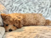 Pixie, a female Poodle - Miniature  for sale in Mountain Grove, MO – 4 of 9
