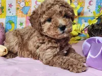 Pixie, a female Poodle - Miniature  for sale in Mountain Grove, MO – Photo 3 of 3