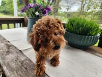 Pixie, a female Poodle - Miniature  for sale in Mountain Grove, MO – 2 of 9