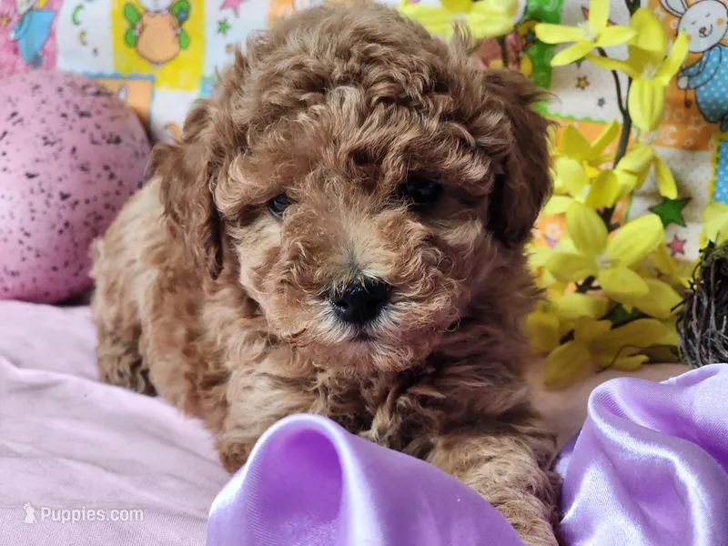 Pixie – Poodle - Miniature  puppy for sale in Mountain Grove, MO
