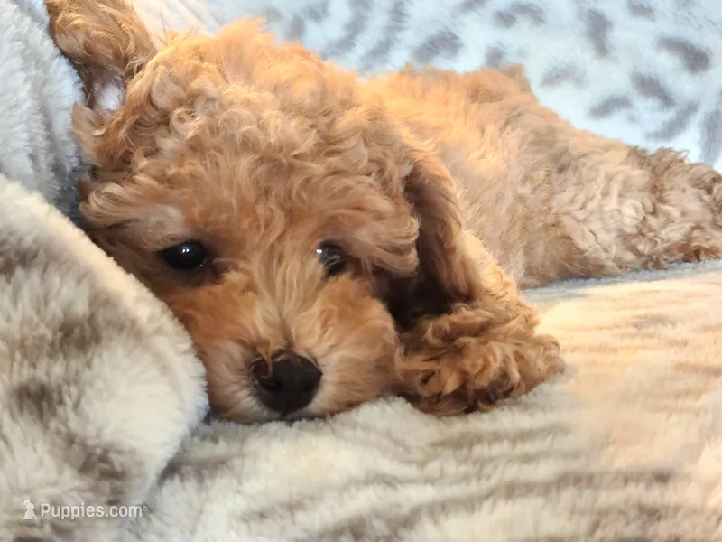 Pixie – Poodle - Miniature  puppy for sale in Mountain Grove, MO