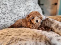 Pixie, a female Poodle - Miniature  for sale in Mountain Grove, MO – 5 of 9