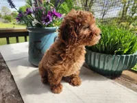 Pixie, a female Poodle - Miniature  for sale in Mountain Grove, MO – 3 of 9