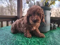 Duncan, a male Poodle - Miniature  for sale in Mountain Grove, MO – Photo 6 of 6
