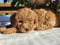 Duncan, a male Poodle - Miniature  for sale in Mountain Grove, MO – Photo 2 of 5