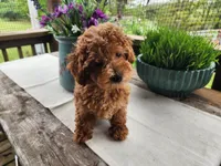 Duncan, a male Poodle - Miniature  for sale in Mountain Grove, MO – 9 of 9