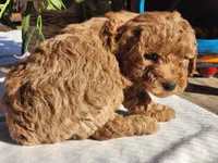 Duncan, a male Poodle - Miniature  for sale in Mountain Grove, MO – Photo 5 of 5