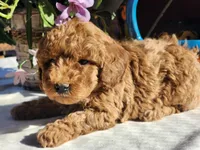 Duncan, a male Poodle - Miniature  for sale in Mountain Grove, MO – Photo 1 of 5