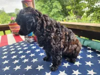 Bella, a female Aussiedoodle for sale in Mountain Grove, MO – 2 of 5
